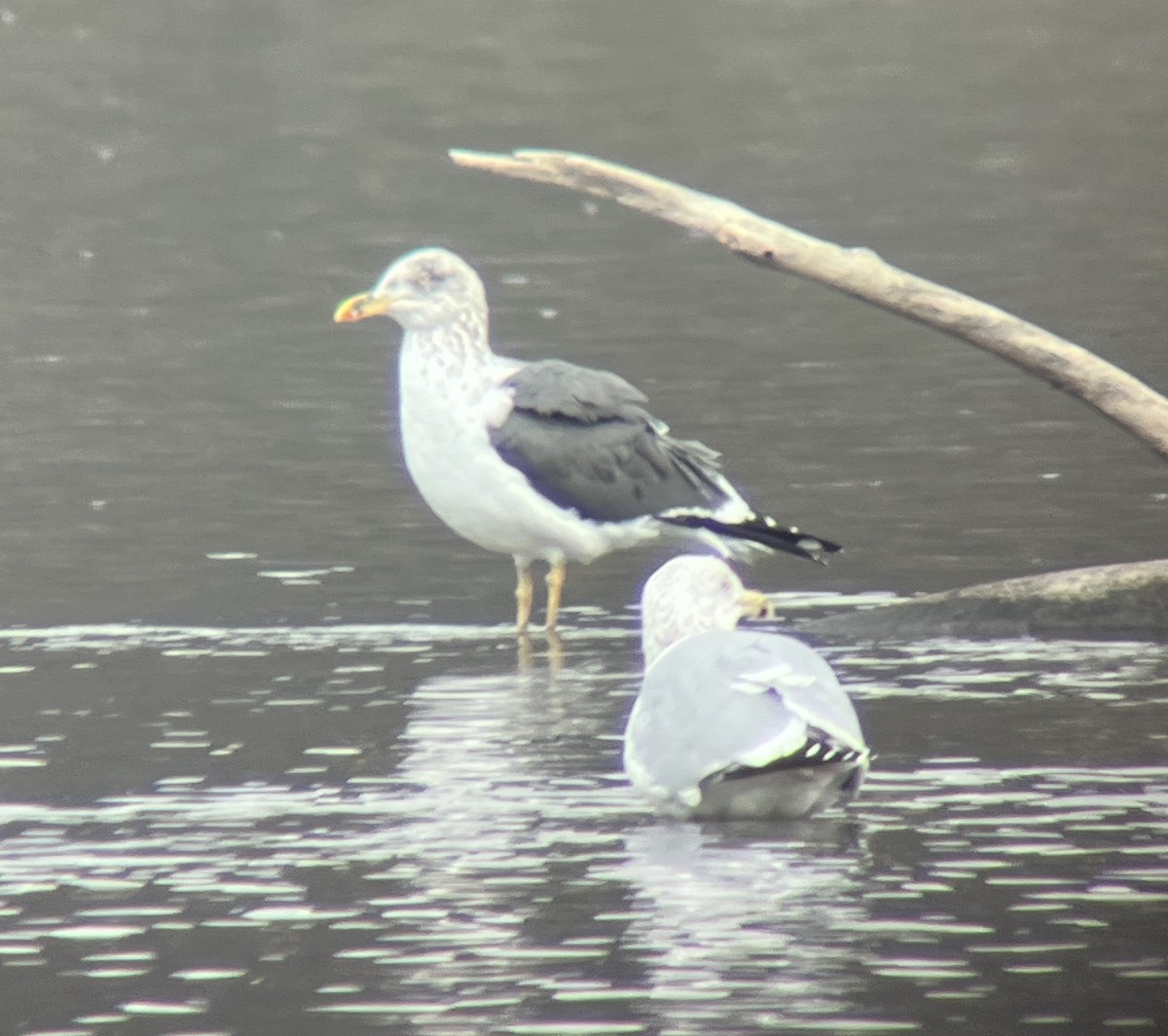 Lesser Black-backed Gull - ML620194135