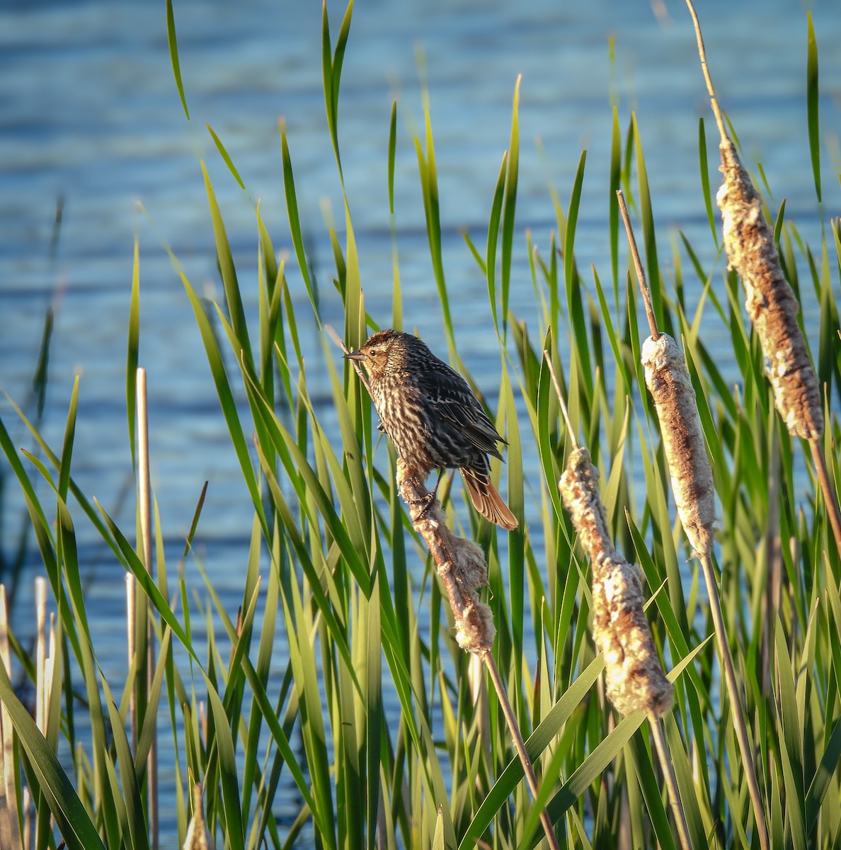 Red-winged Blackbird - ML620194136