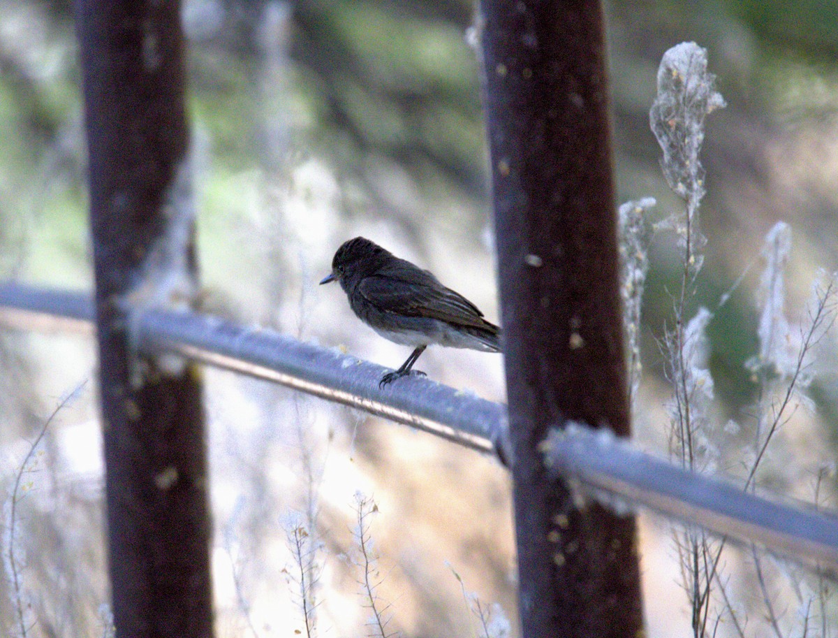 Black Phoebe - ML620194142