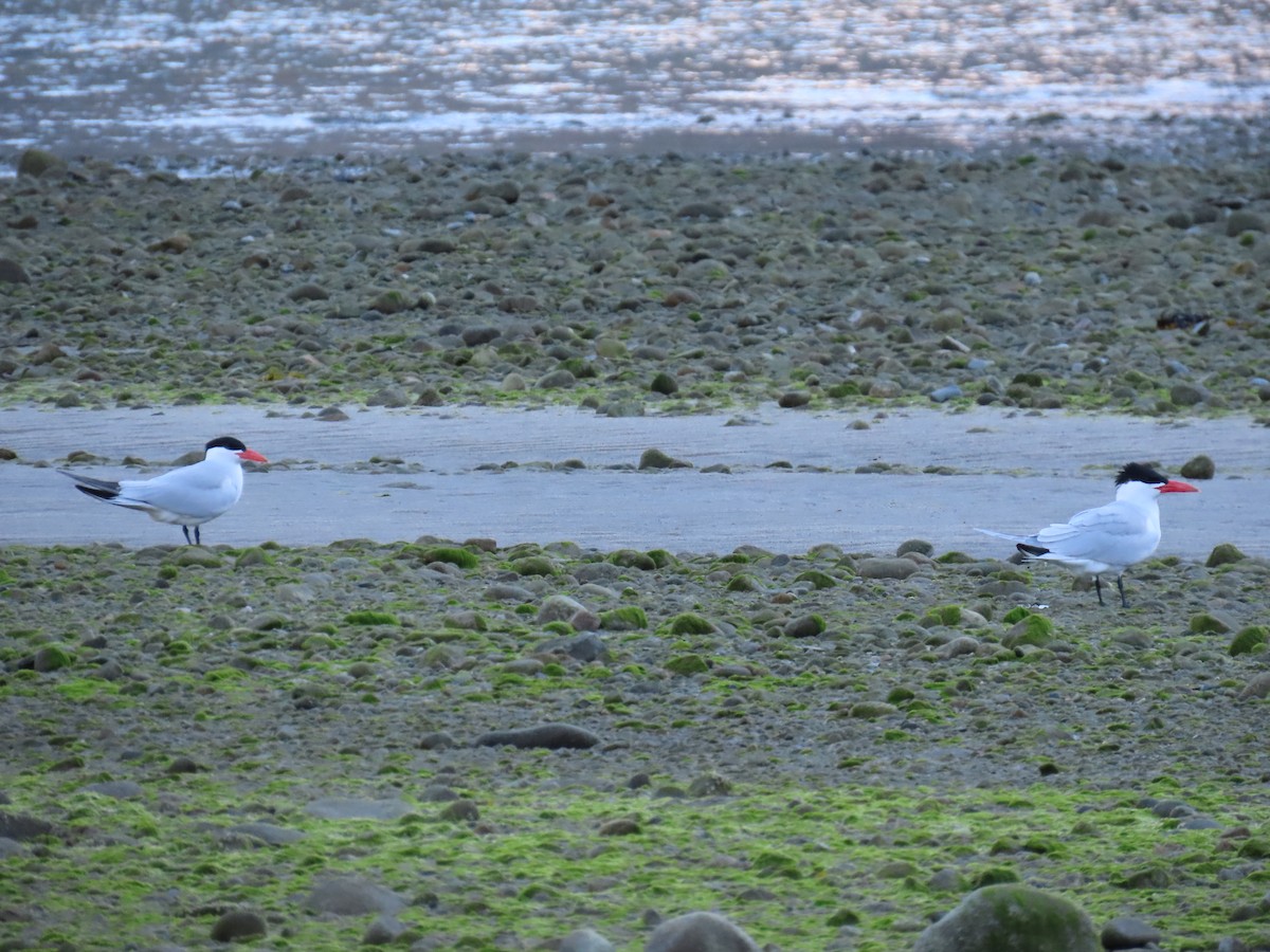 Caspian Tern - ML620194143