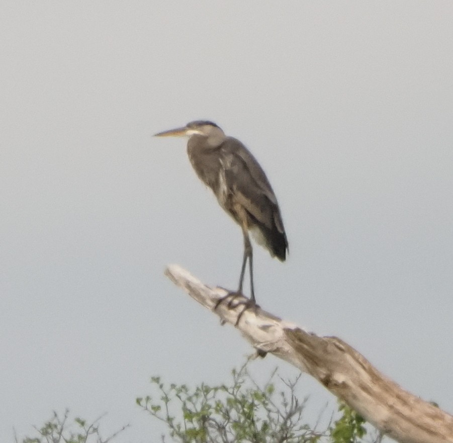 Great Blue Heron - ML620194144