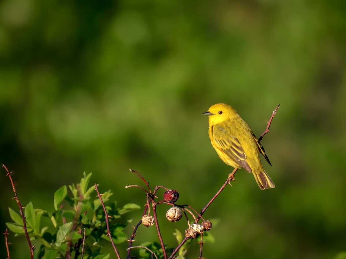 Yellow Warbler - ML620194146