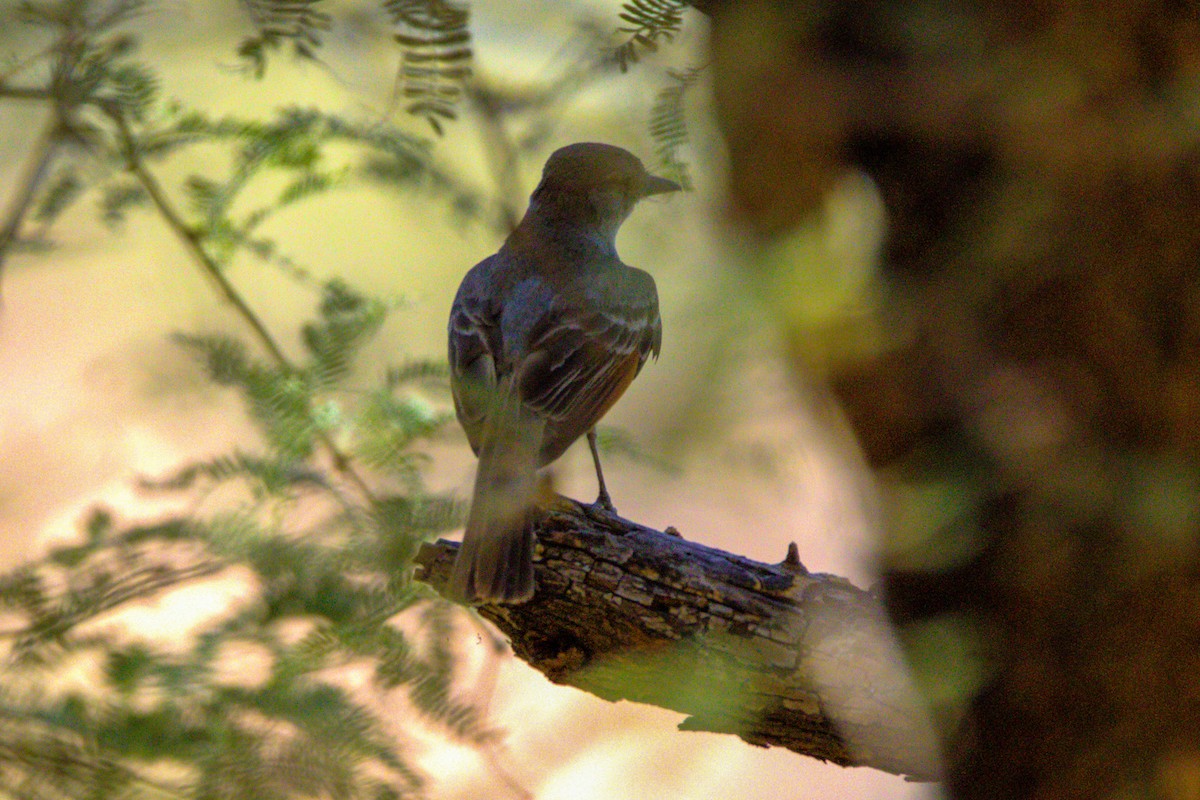 Brown-crested Flycatcher - ML620194147