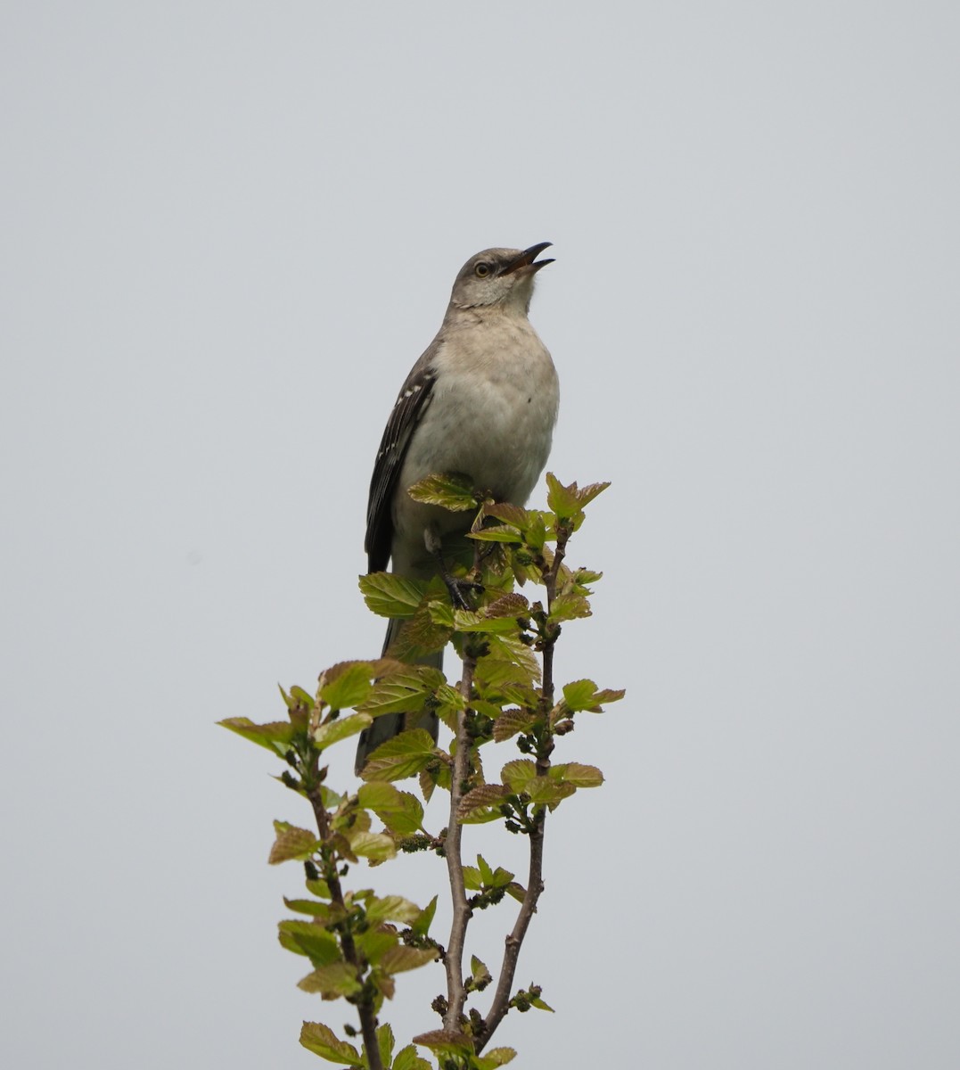 Northern Mockingbird - ML620194154