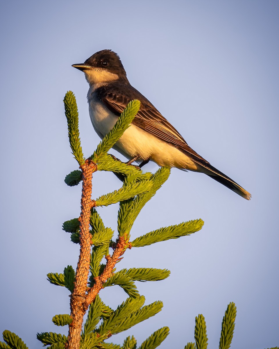 Eastern Kingbird - ML620194166