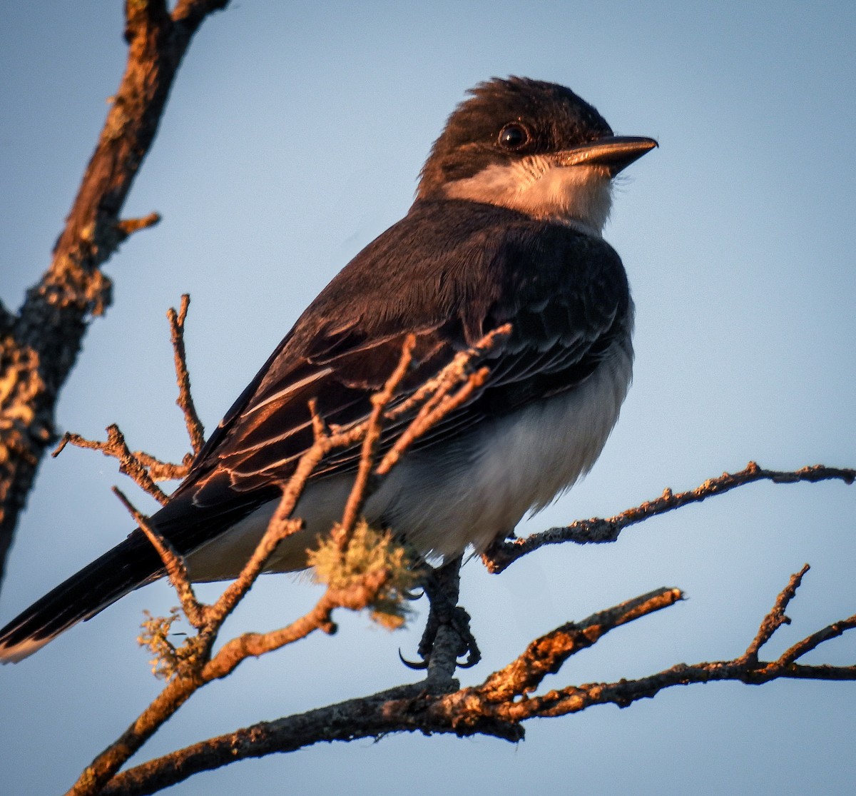 Eastern Kingbird - ML620194167