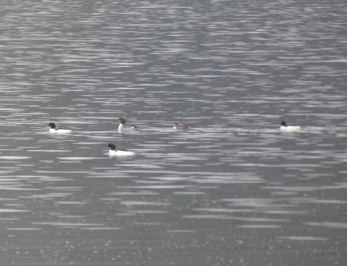 Red-breasted Merganser - ML620194175