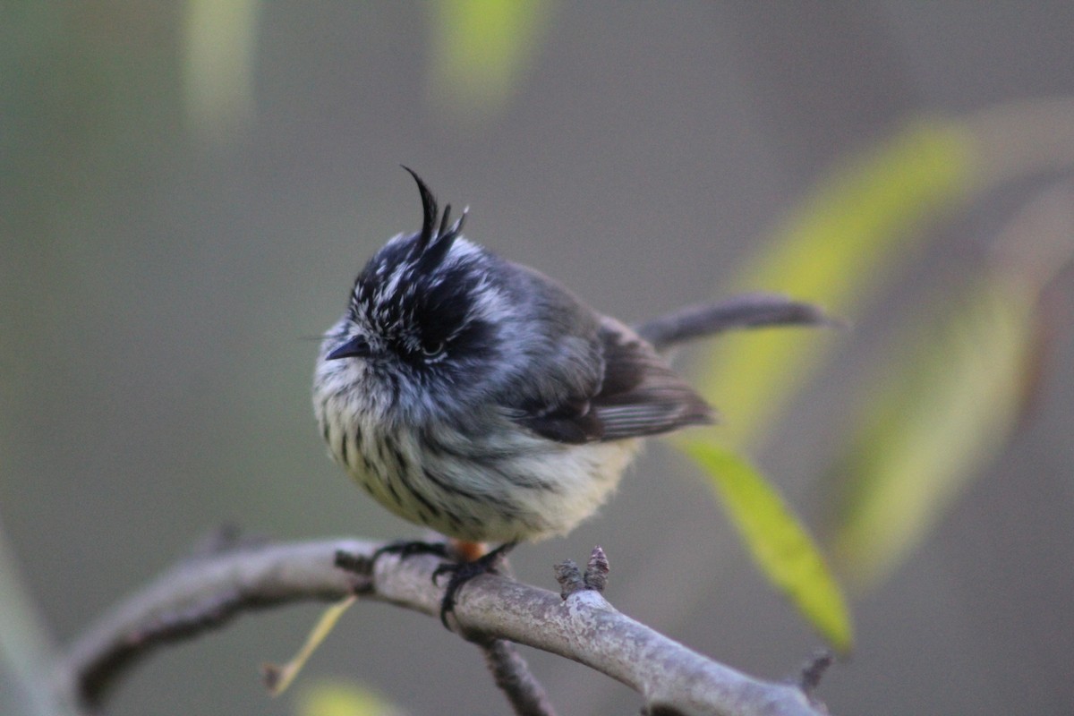 Tufted Tit-Tyrant - ML620194183