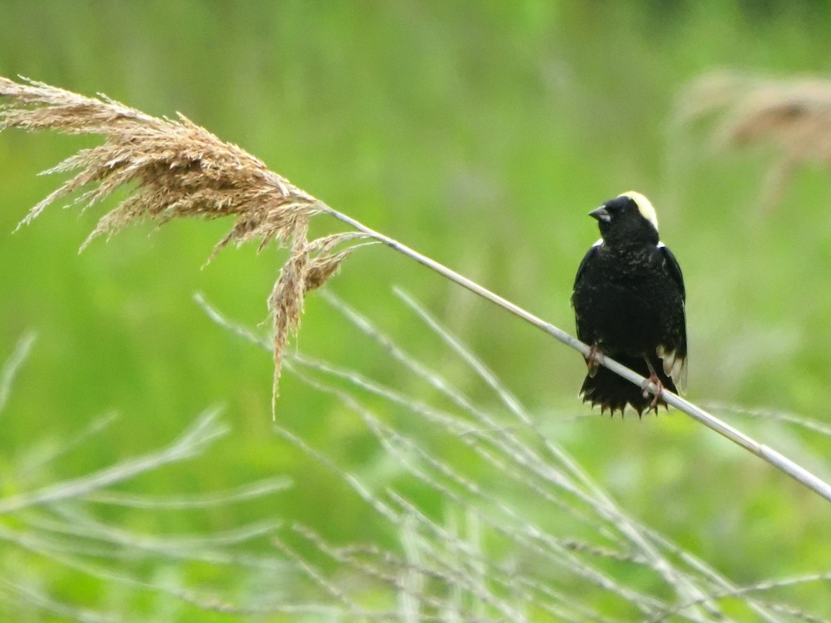 Bobolink - ML620194191