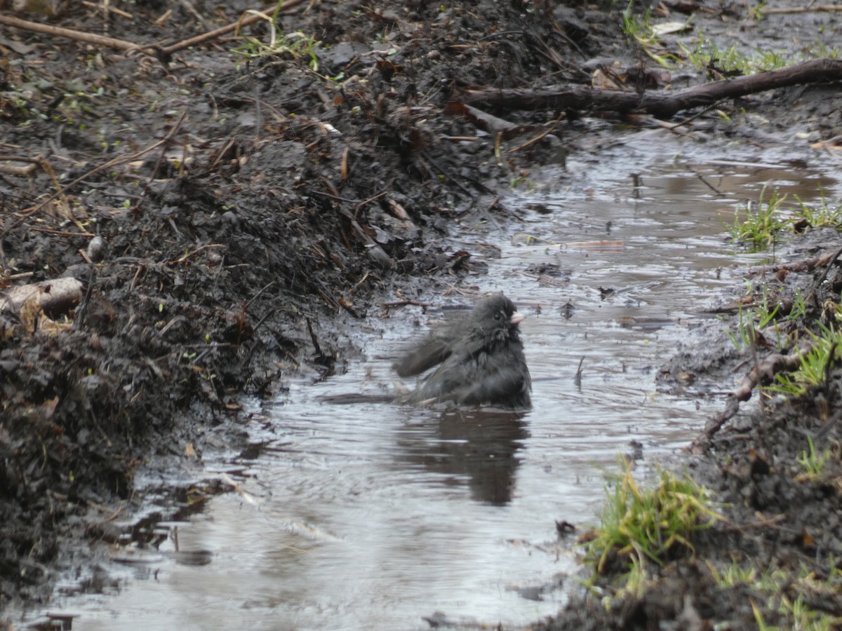 Dark-eyed Junco (Slate-colored) - ML620194194