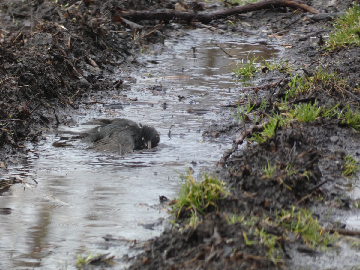 Dark-eyed Junco (Slate-colored) - ML620194196