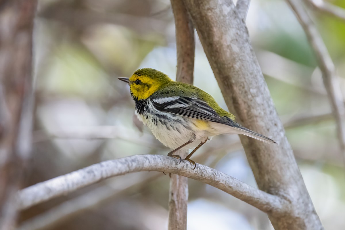 Black-throated Green Warbler - ML620194212