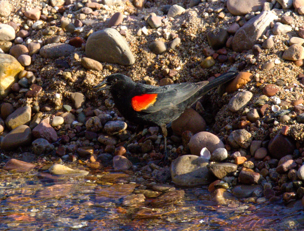 Red-winged Blackbird - ML620194216