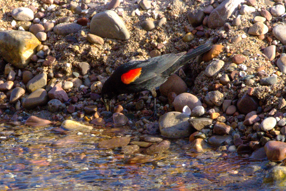 Red-winged Blackbird - ML620194220