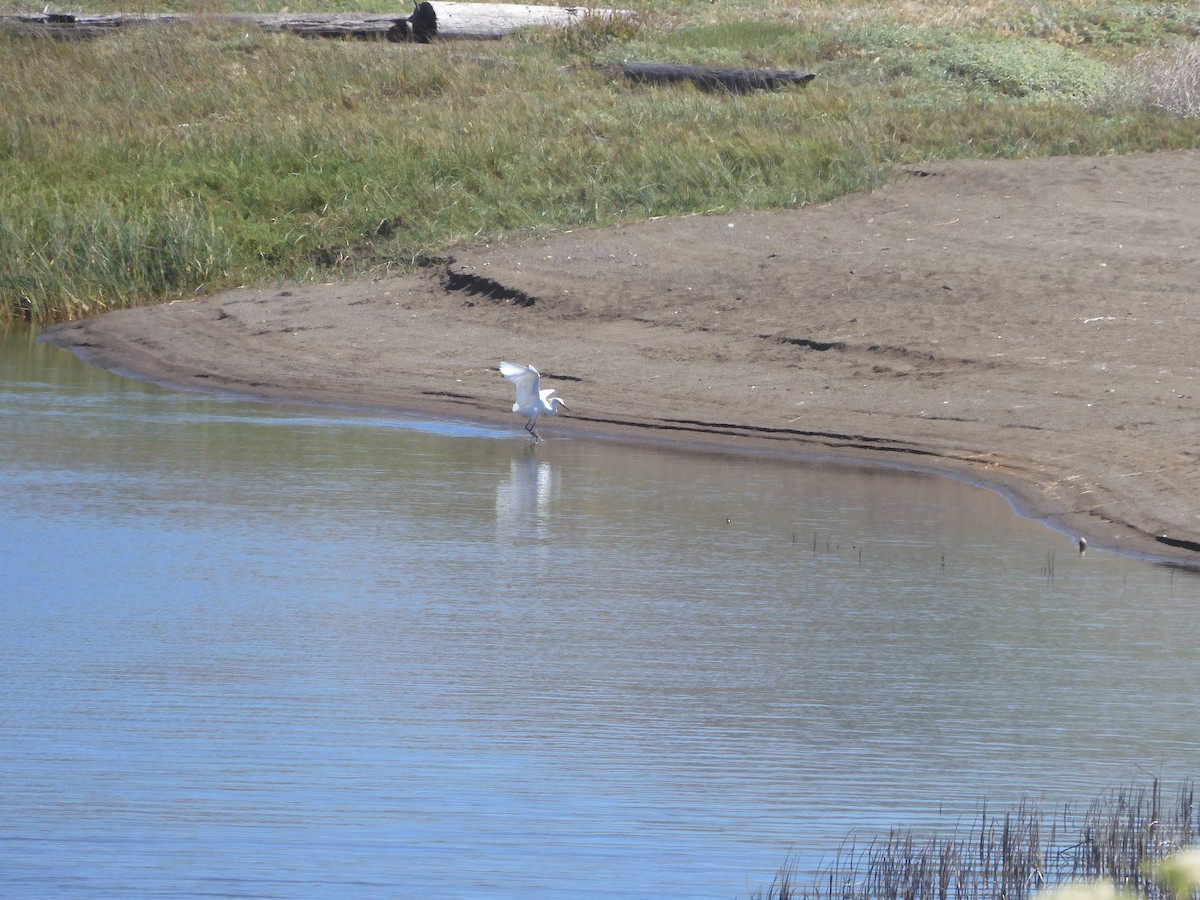 Snowy Egret - ML620194222