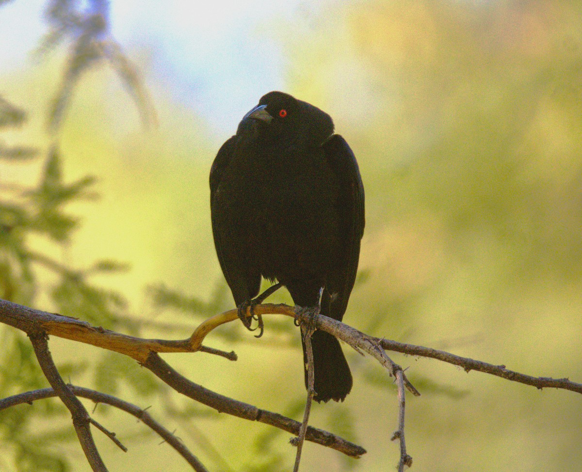 Bronzed Cowbird - ML620194227