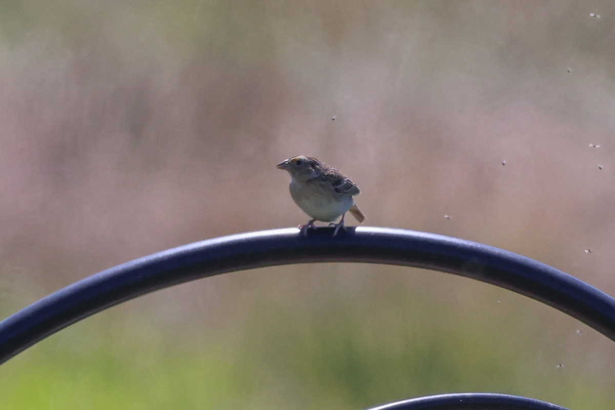 Grasshopper Sparrow - ML620194240