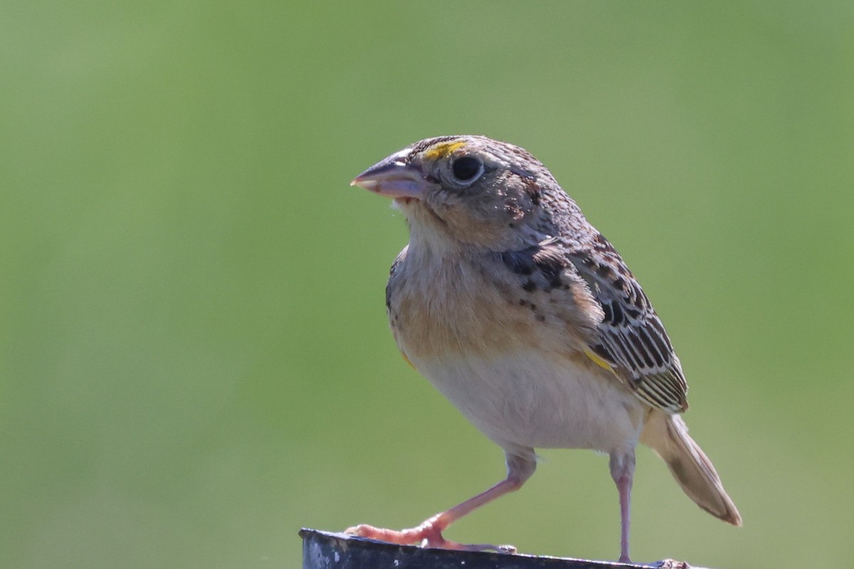 Grasshopper Sparrow - ML620194241