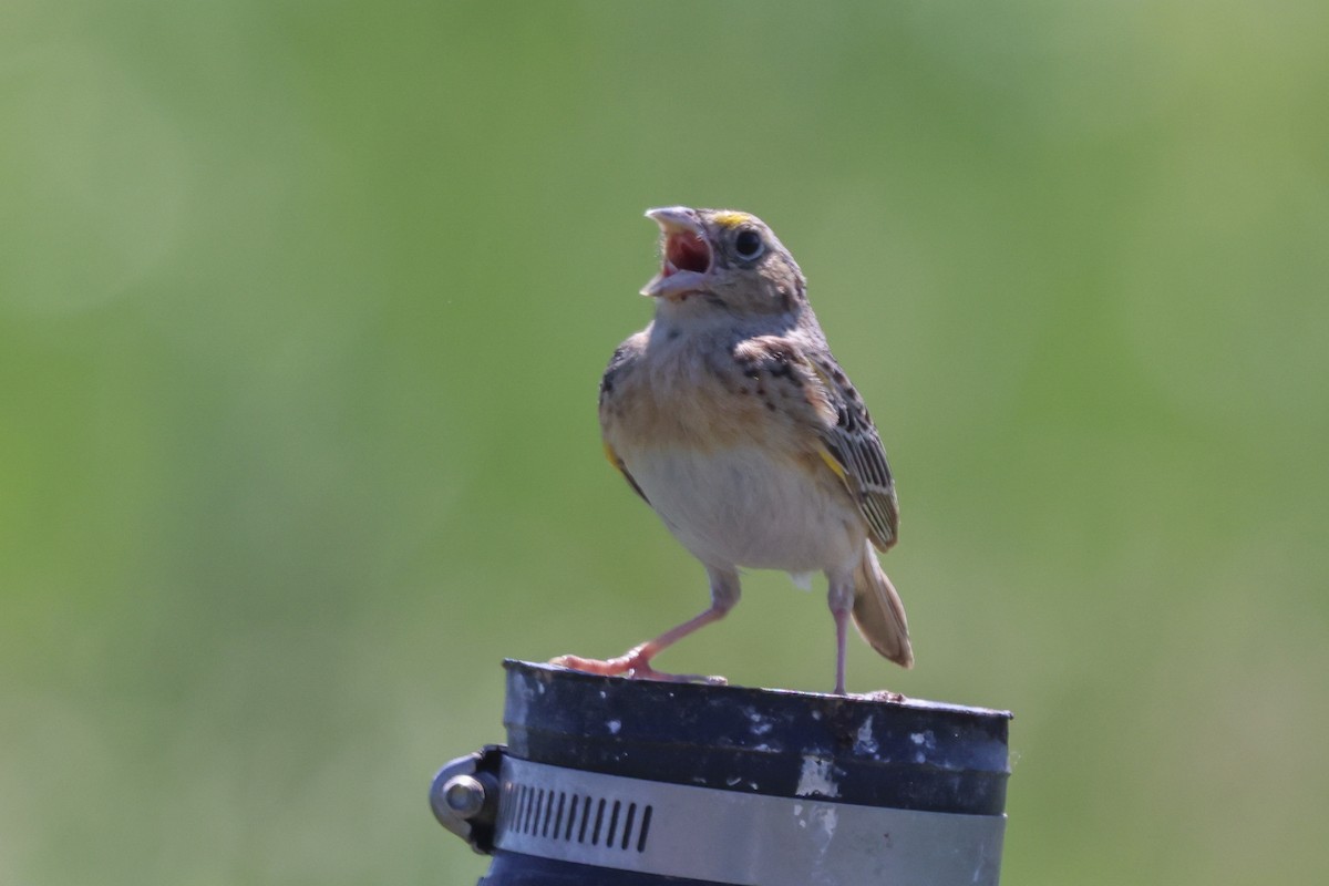 Grasshopper Sparrow - ML620194242