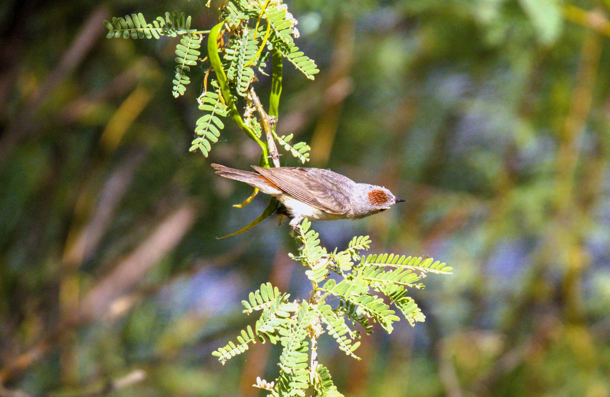 Lucy's Warbler - ML620194245