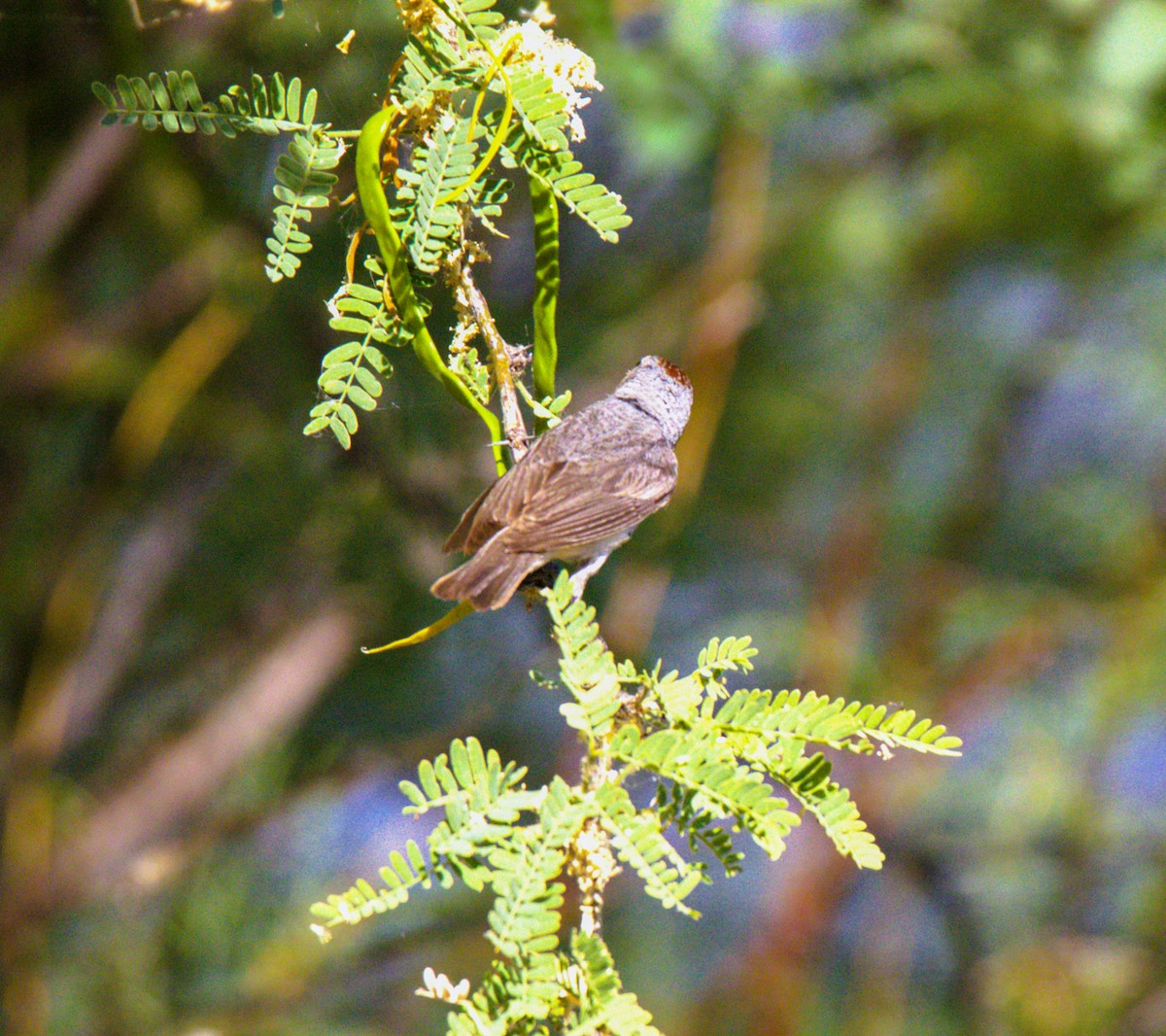 Lucy's Warbler - ML620194246