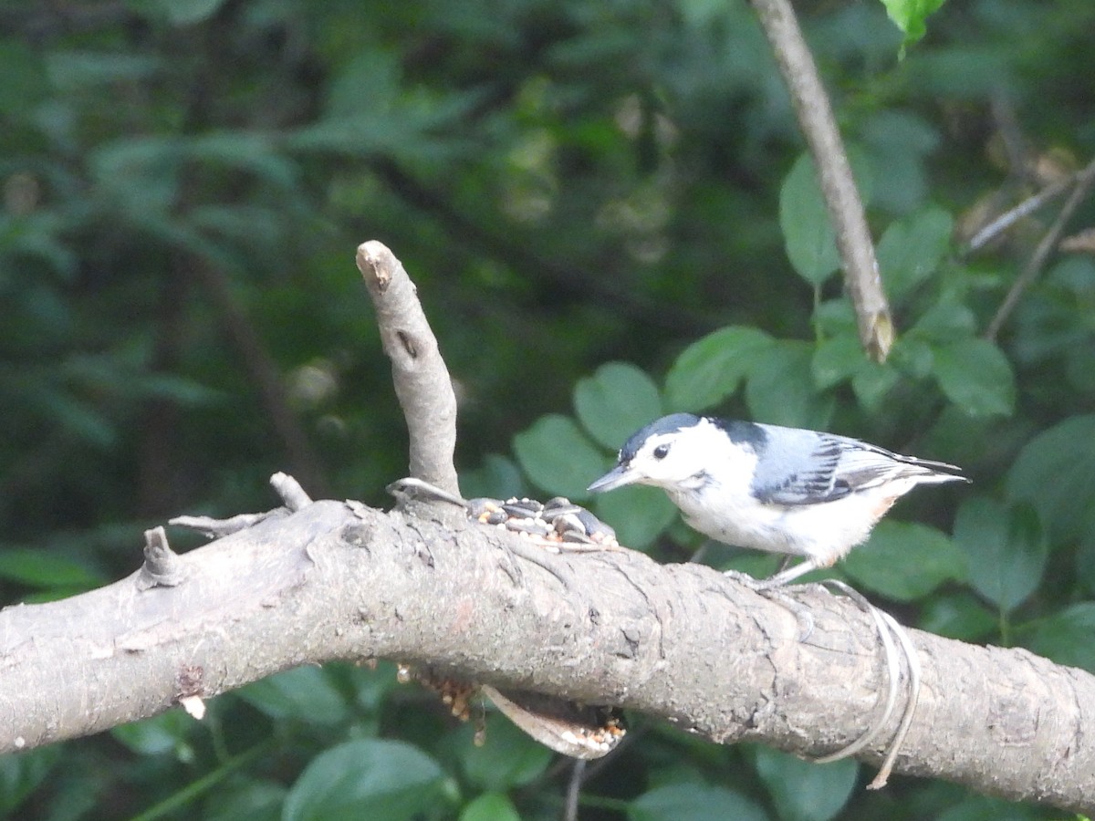 White-breasted Nuthatch - ML620194249