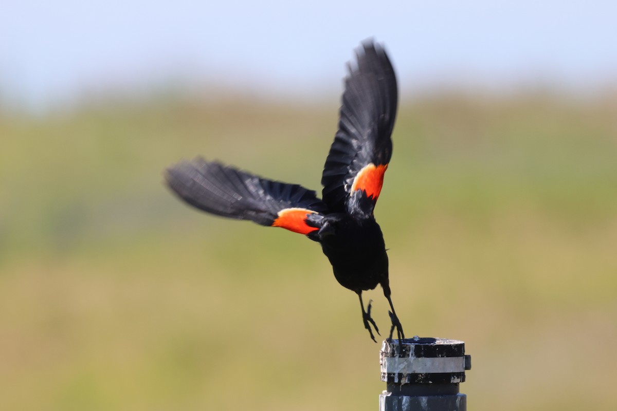 Red-winged Blackbird - ML620194254