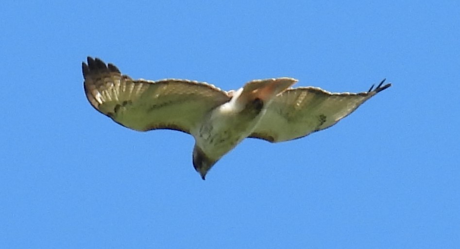 Red-tailed Hawk - ML620194260