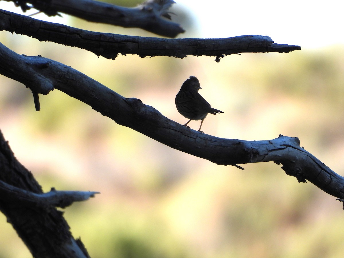 Lincoln's Sparrow - ML620194265