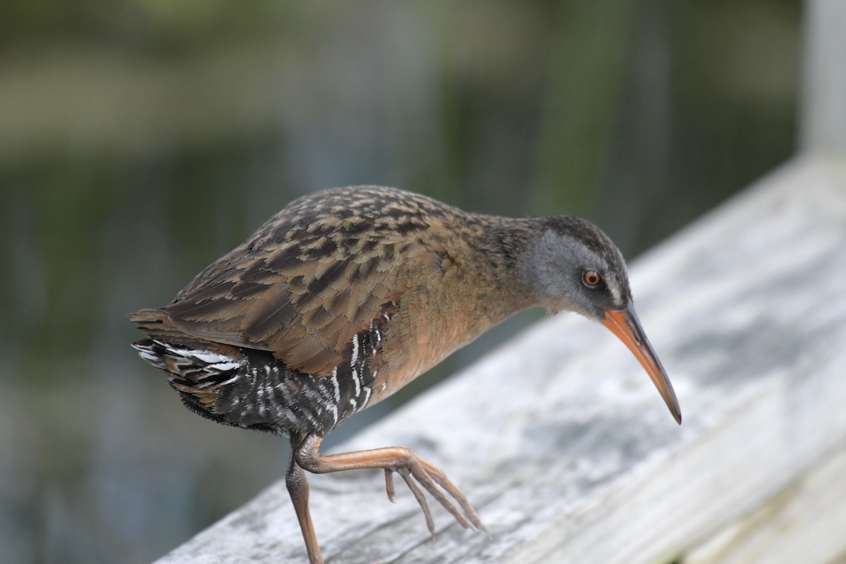 Virginia Rail - ML620194269