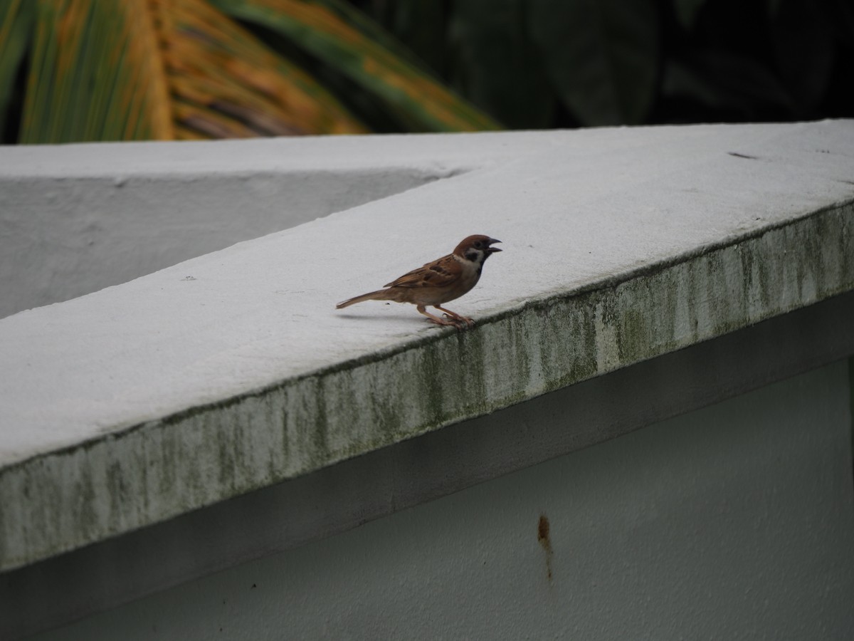 Eurasian Tree Sparrow - ML620194270