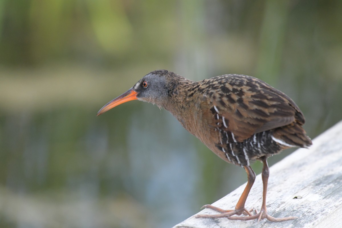 Virginia Rail - ML620194272