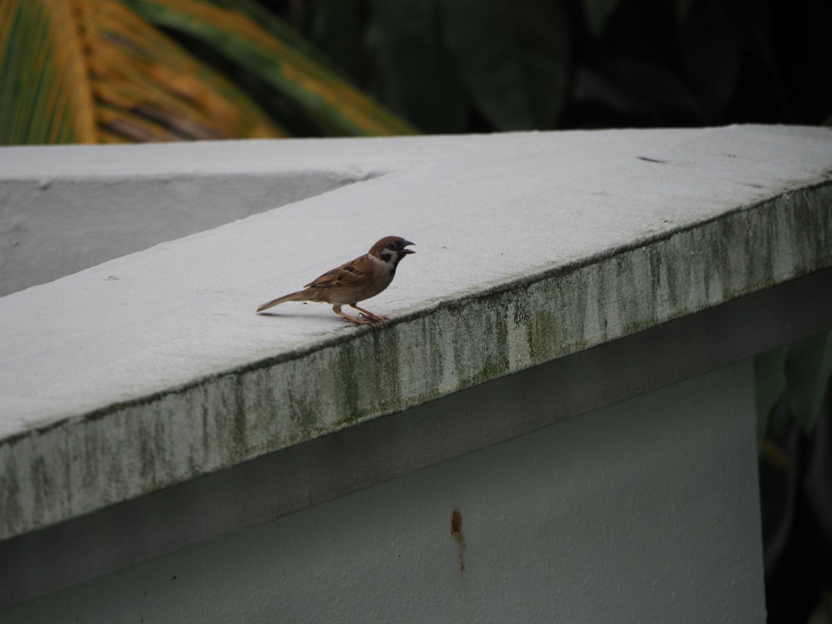 Eurasian Tree Sparrow - ML620194274