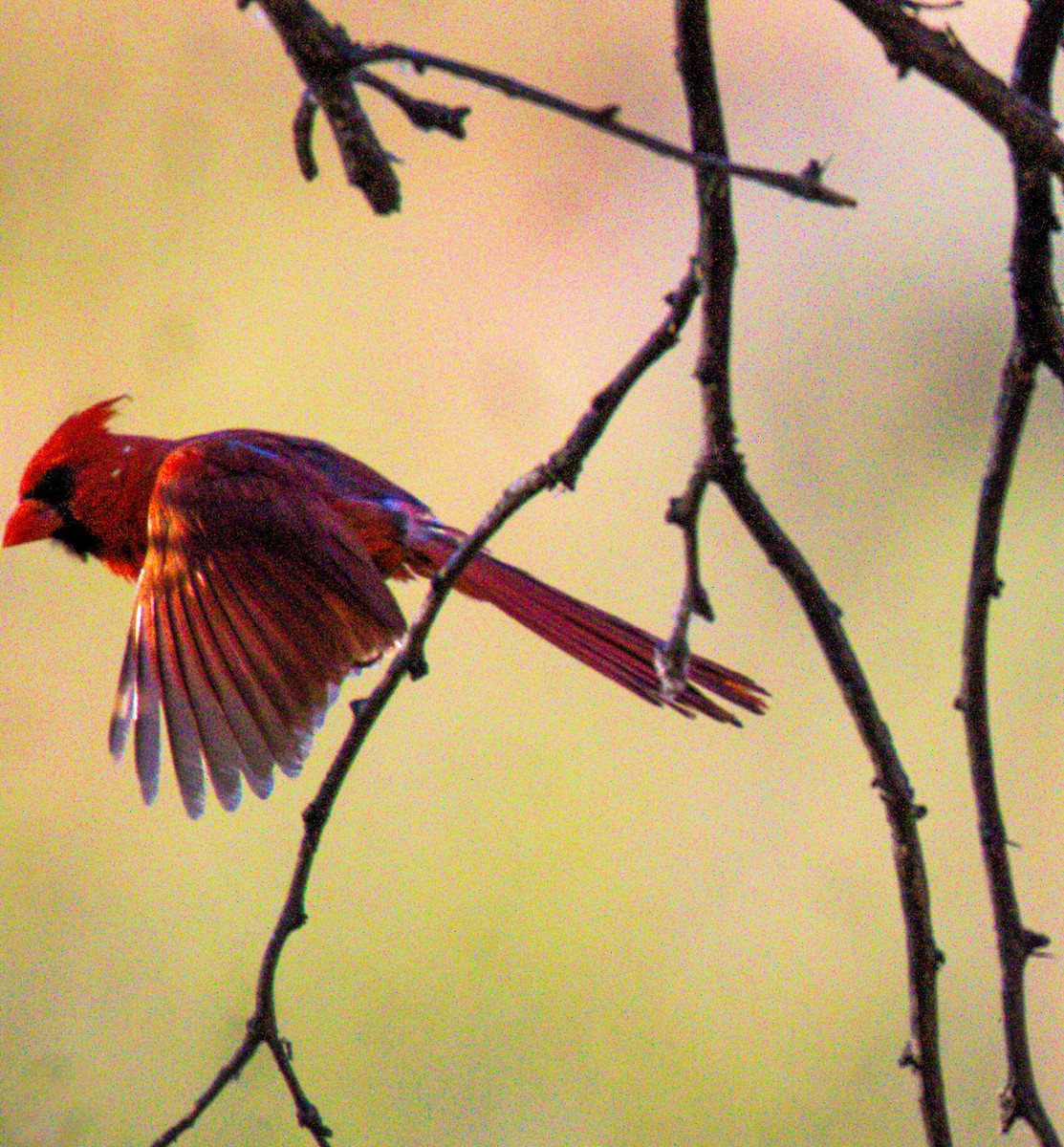 Northern Cardinal - ML620194279