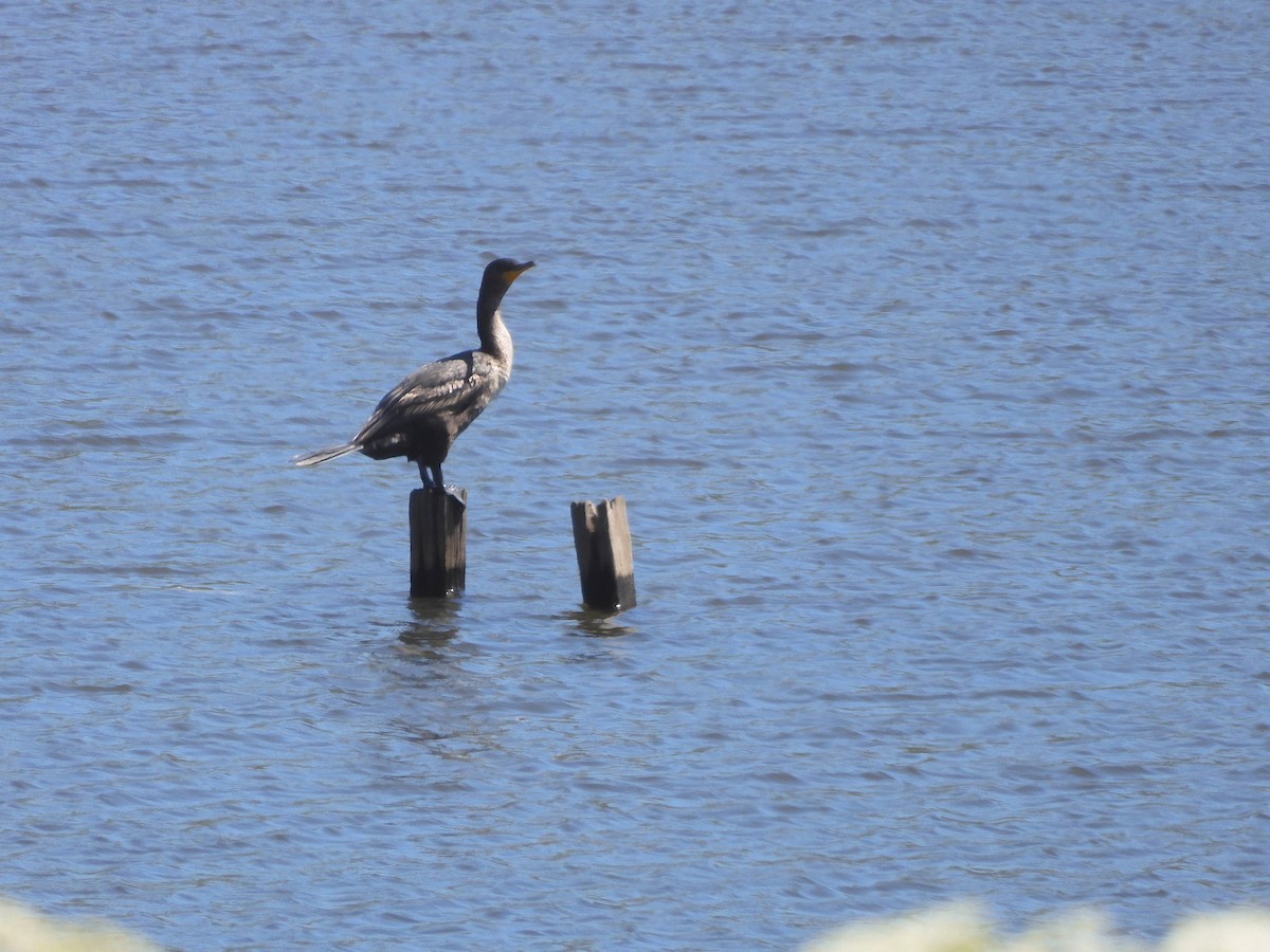 Double-crested Cormorant - ML620194280