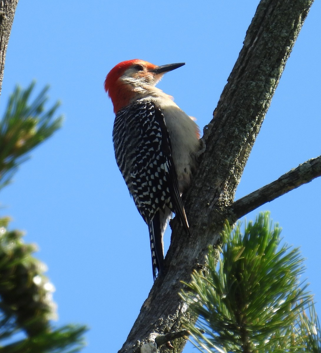 Red-bellied Woodpecker - ML620194286