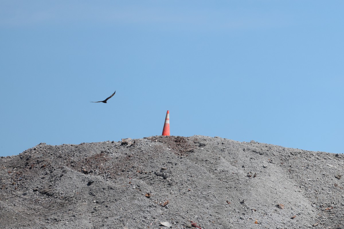 Turkey Vulture - ML620194290