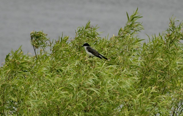 Schieferrücken-Königstyrann - ML620194291