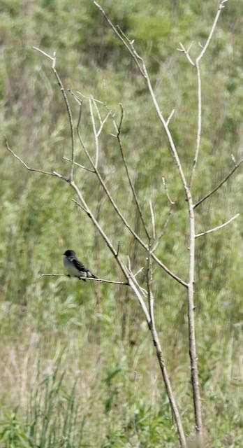 Eastern Kingbird - ML620194293