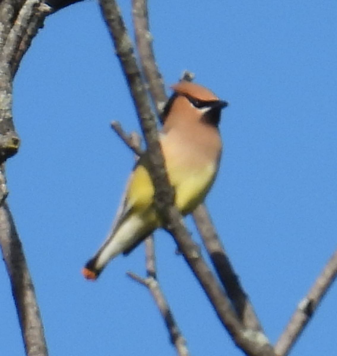 Cedar Waxwing - ML620194297