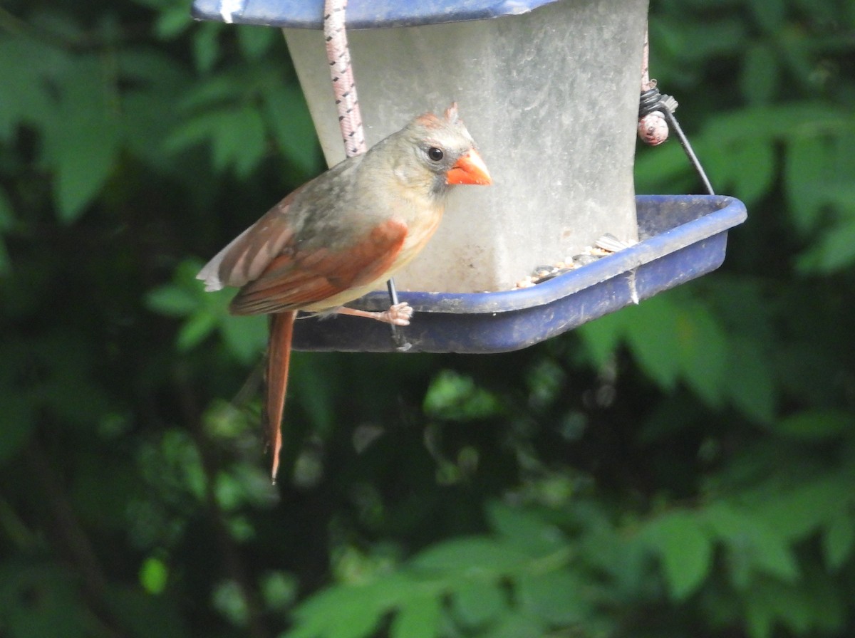 Northern Cardinal - ML620194300