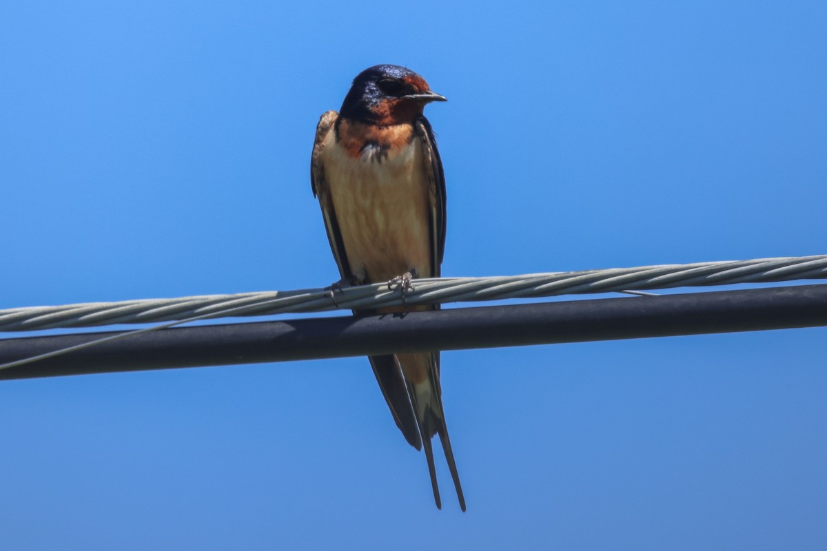 Barn Swallow - ML620194301