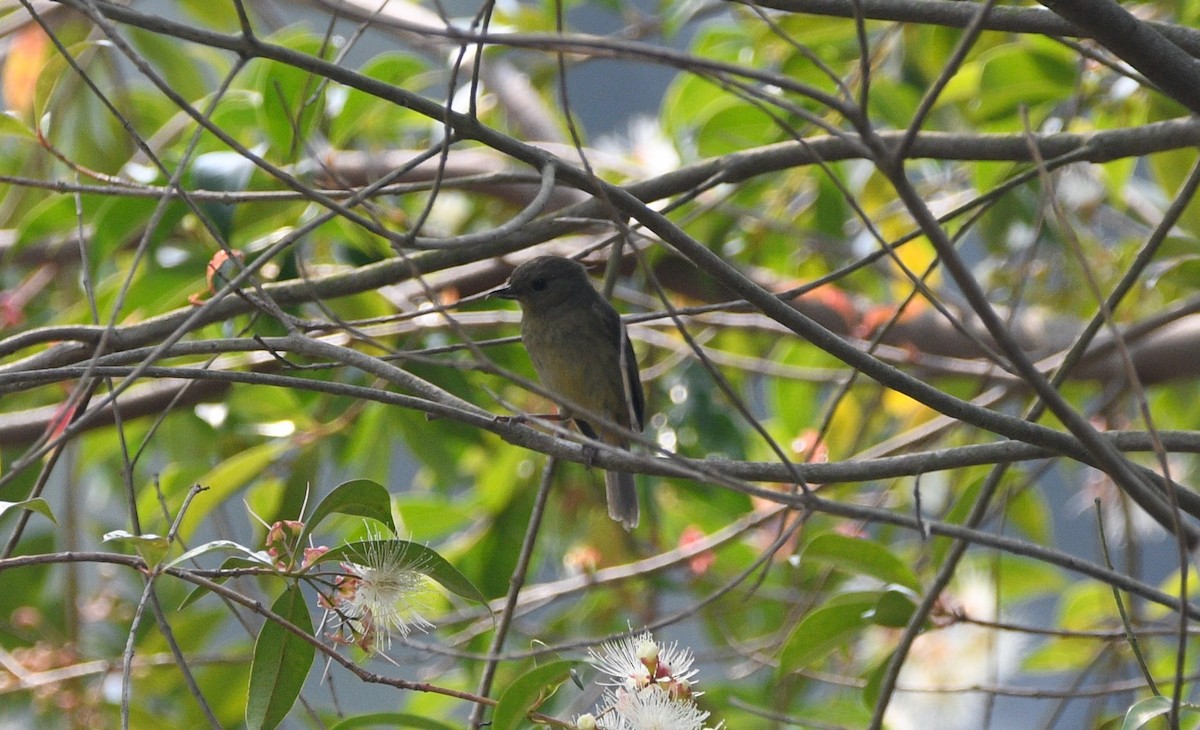 Pinchaflor Ventricanelo - ML620194303