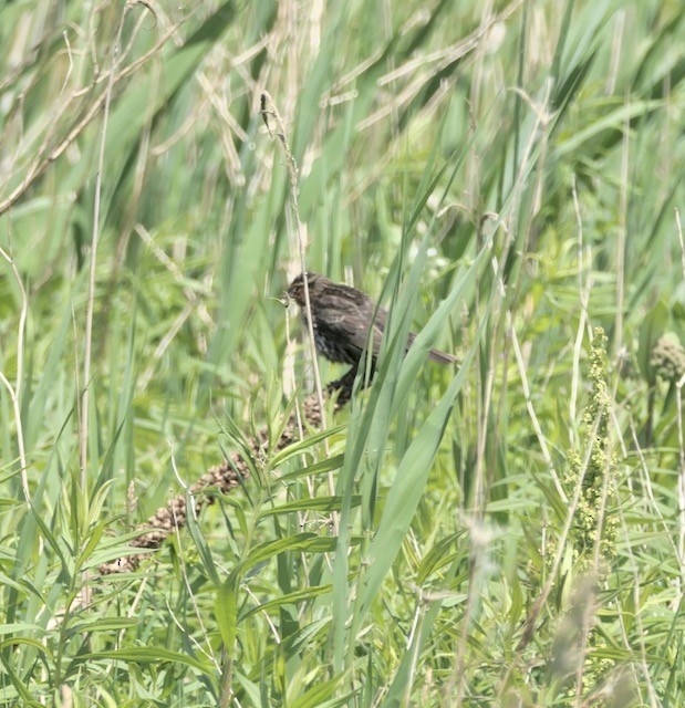 Red-winged Blackbird - ML620194307