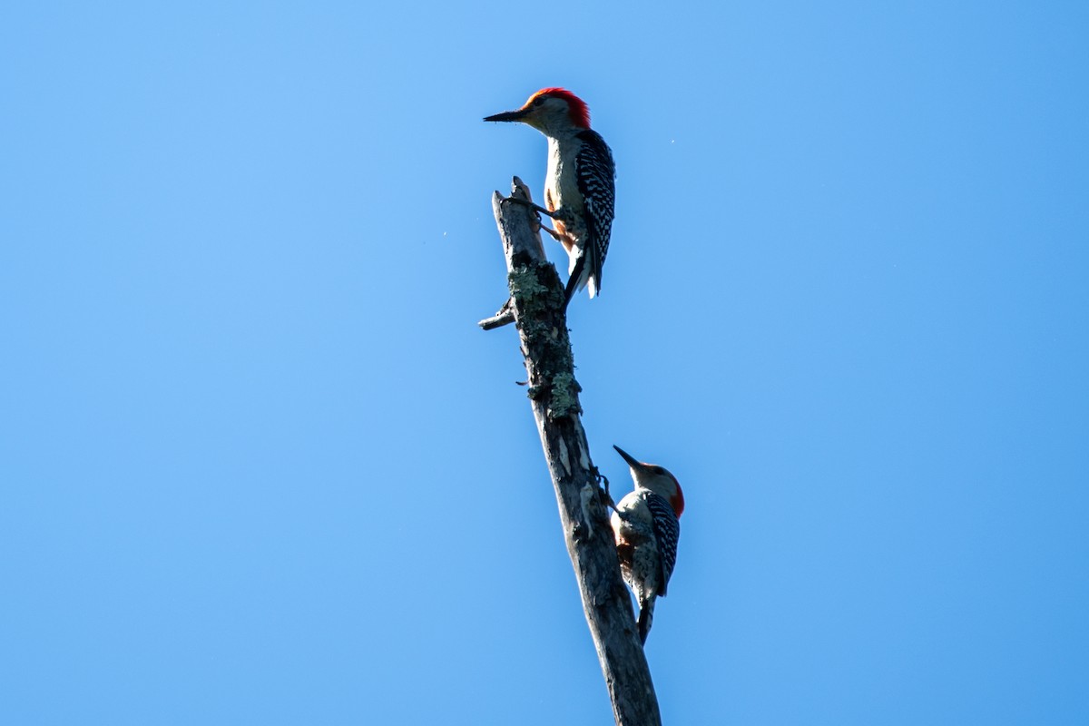 Red-bellied Woodpecker - ML620194311