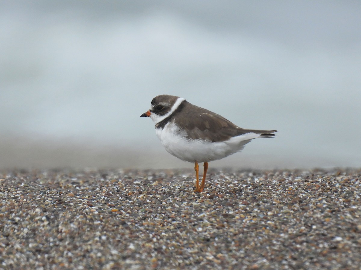Semipalmated Plover - Teale Fristoe