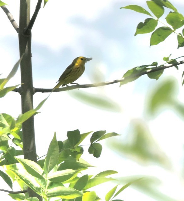 Yellow Warbler - ML620194313