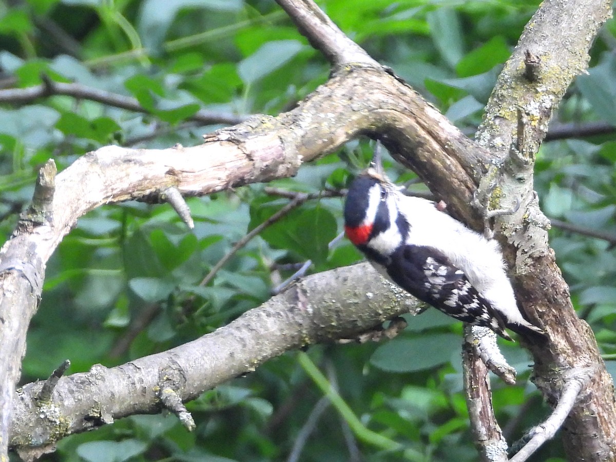 Downy Woodpecker - ML620194317