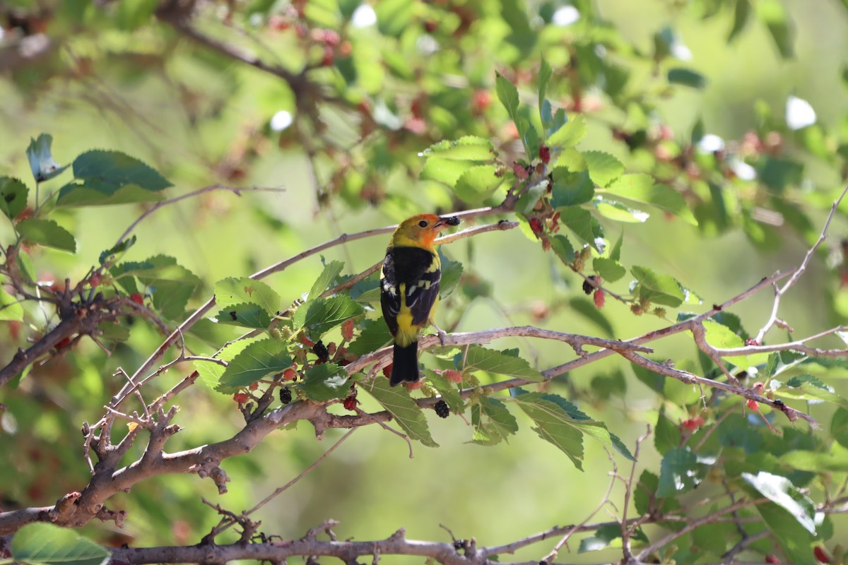 Western Tanager - ML620194329
