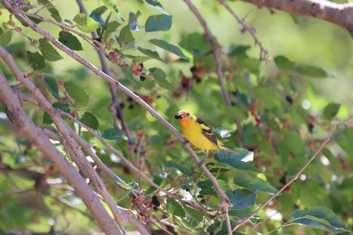 Western Tanager - ML620194330